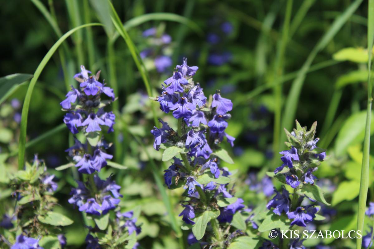 Ajuga genevensis L.