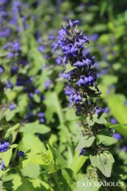 Ajuga genevensis L. 2.Kép