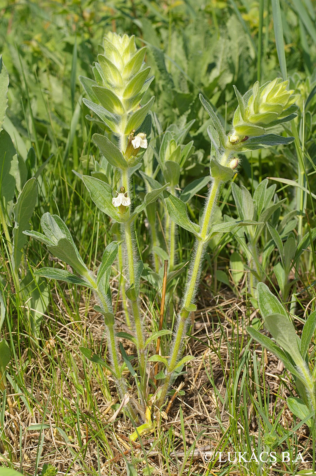 Ajuga laxmannii (L.) Benth.
