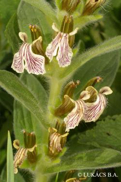 Ajuga laxmannii (L.) Benth. 2.Image