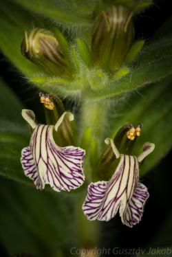 Ajuga laxmannii (L.) Benth. 3.Image