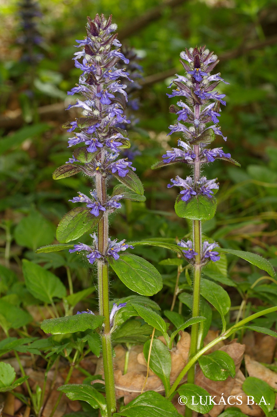 Ajuga reptans L.