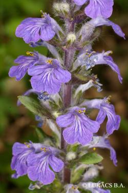 Ajuga reptans L. 2.Image
