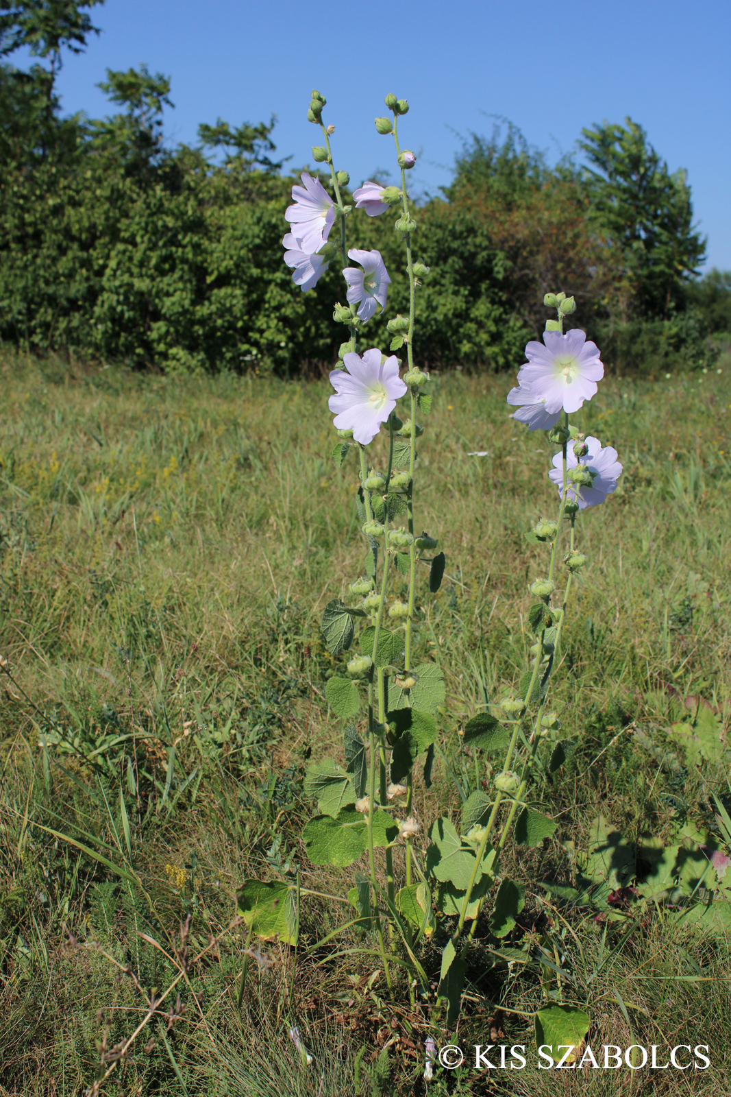Alcea biennis Winterl