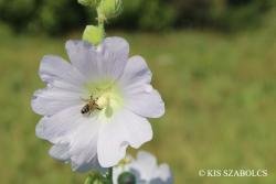 Alcea biennis Winterl 2.Image
