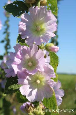Alcea biennis Winterl 3.Image
