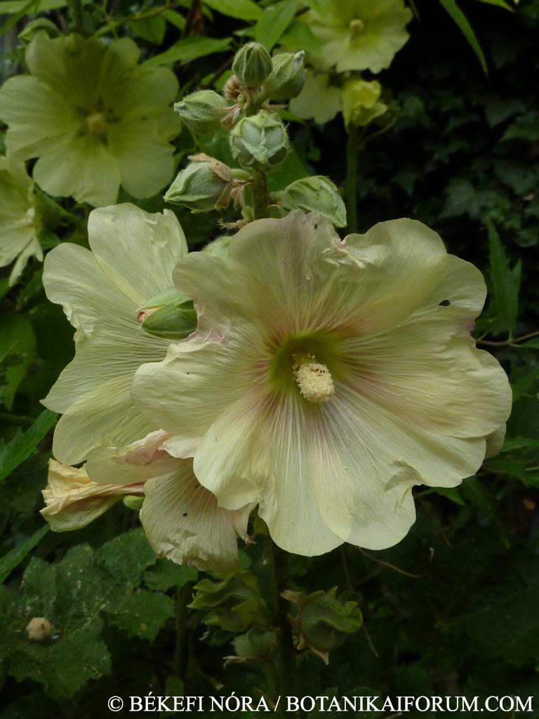 Alcea rosea L.