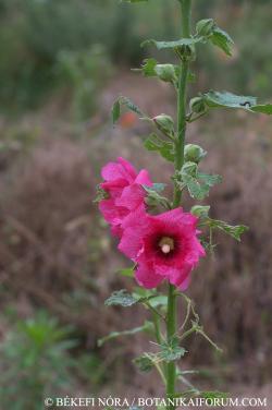 Alcea rosea L. 2.Image