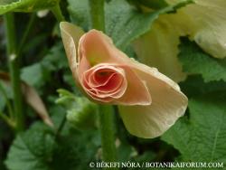 Alcea rosea L. 3.Image