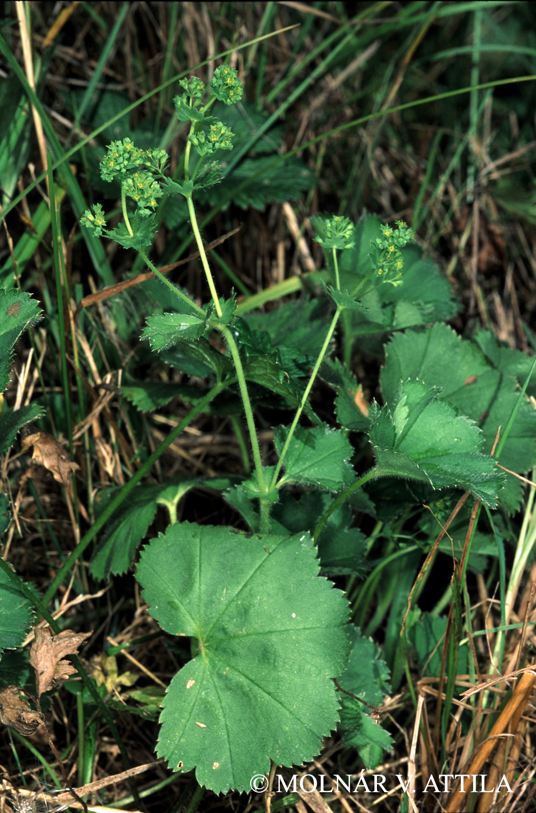 Alchemilla crinita Buser