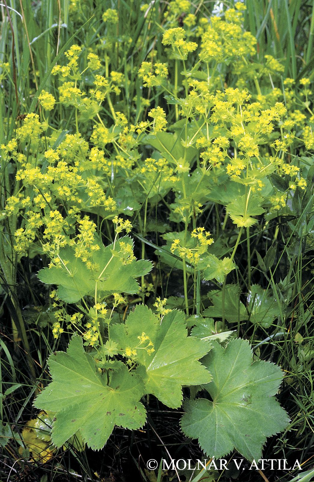 Alchemilla glabra Neygenf.