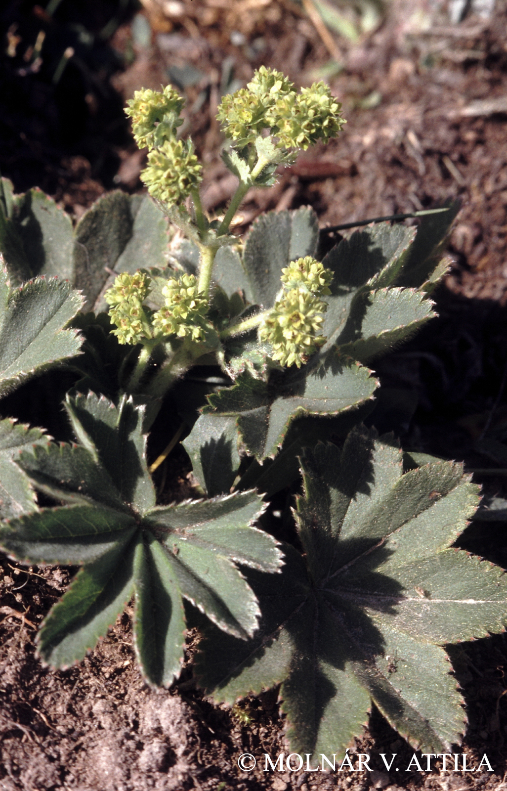 Alchemilla glaucescens Wallr.