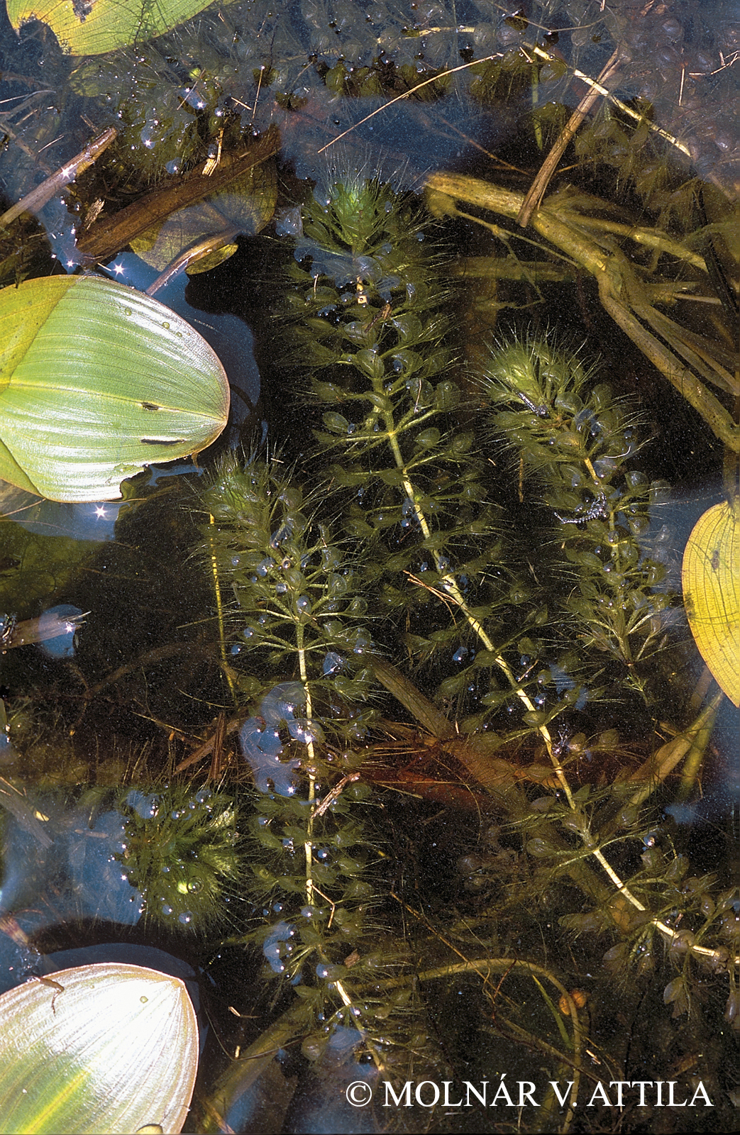 Aldrovanda vesiculosa L.