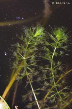 Aldrovanda vesiculosa L. 2.Image