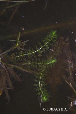 Aldrovanda vesiculosa L. 3.Image