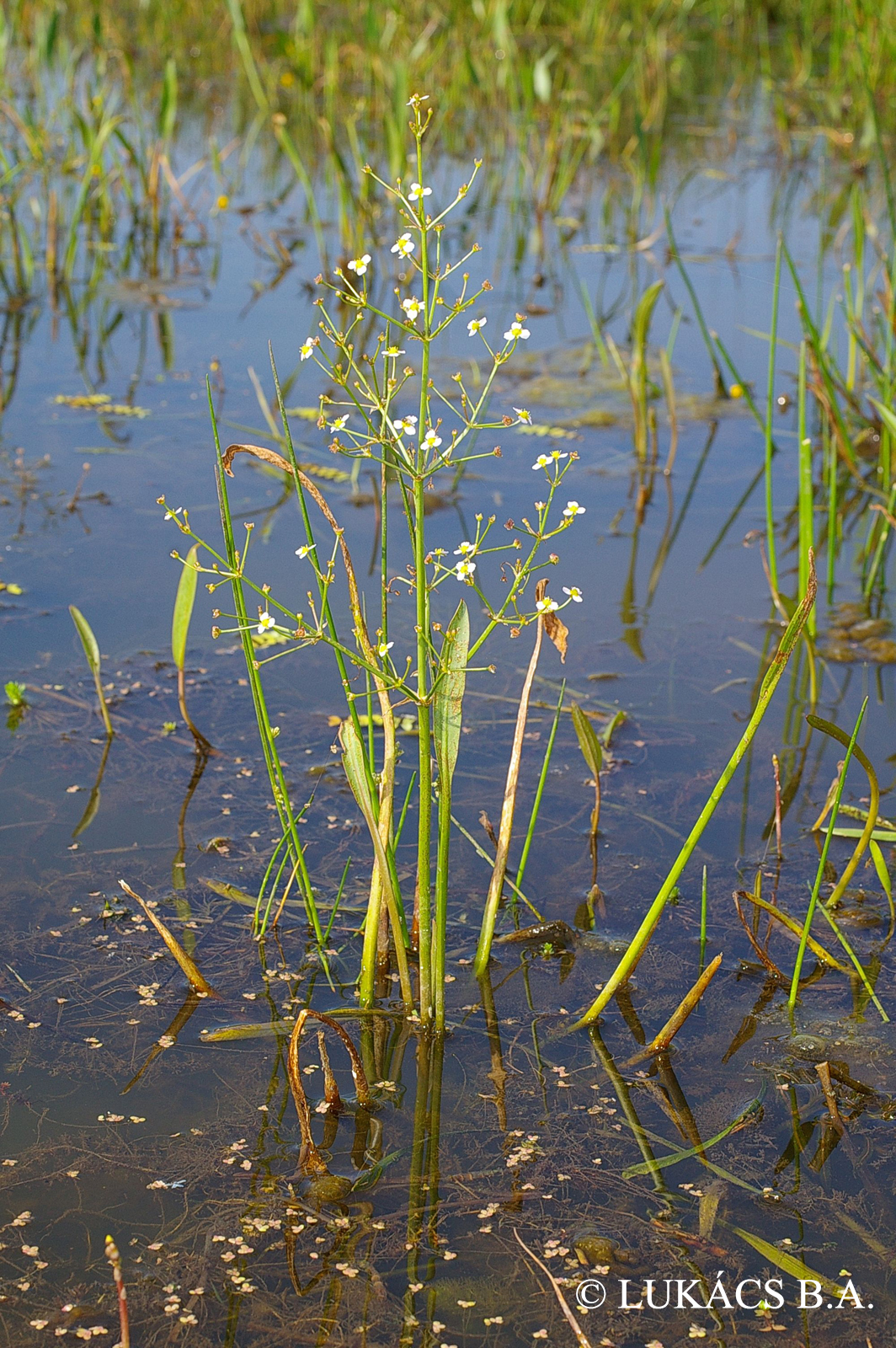 Alisma lanceolatum With.