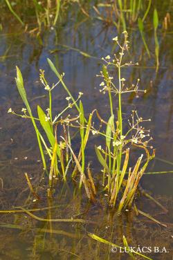 Alisma lanceolatum With. 2.Image