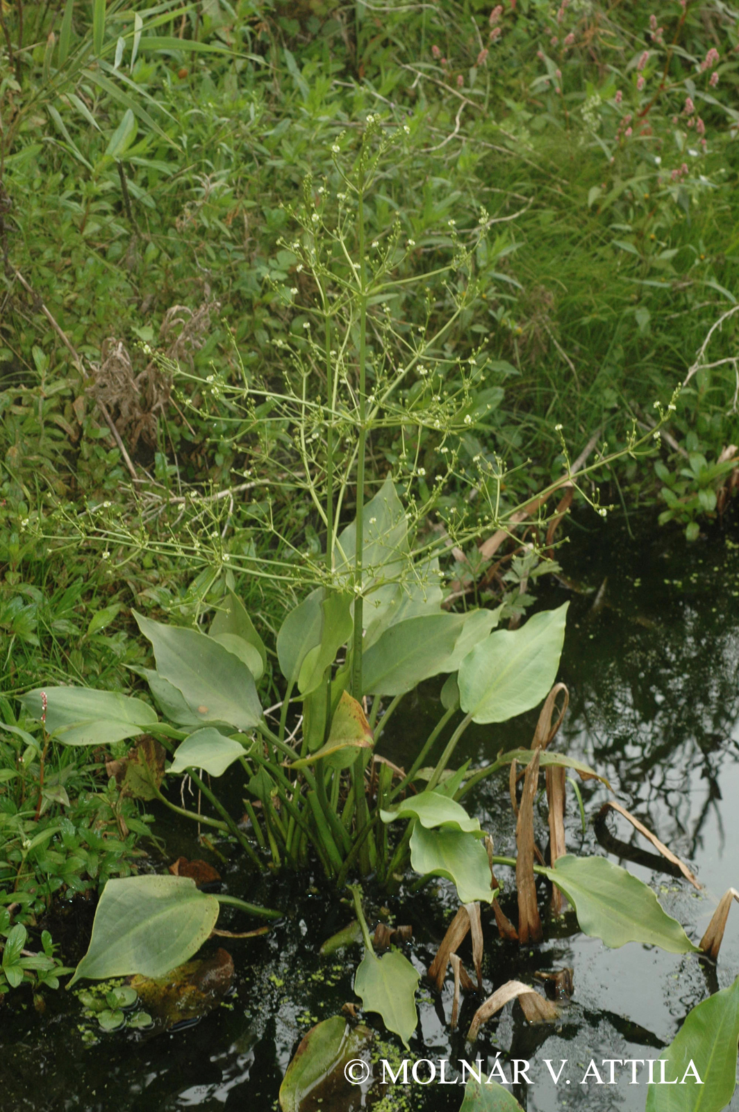 Alisma plantago-aquatica L.