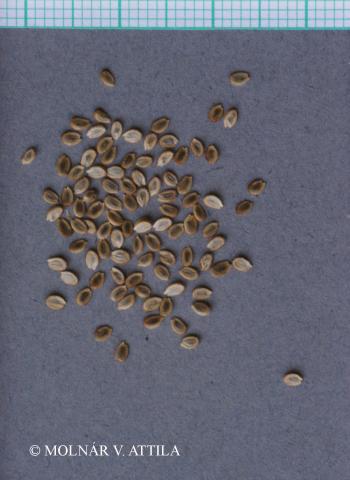 Alisma plantago-aquatica L. 2.Image