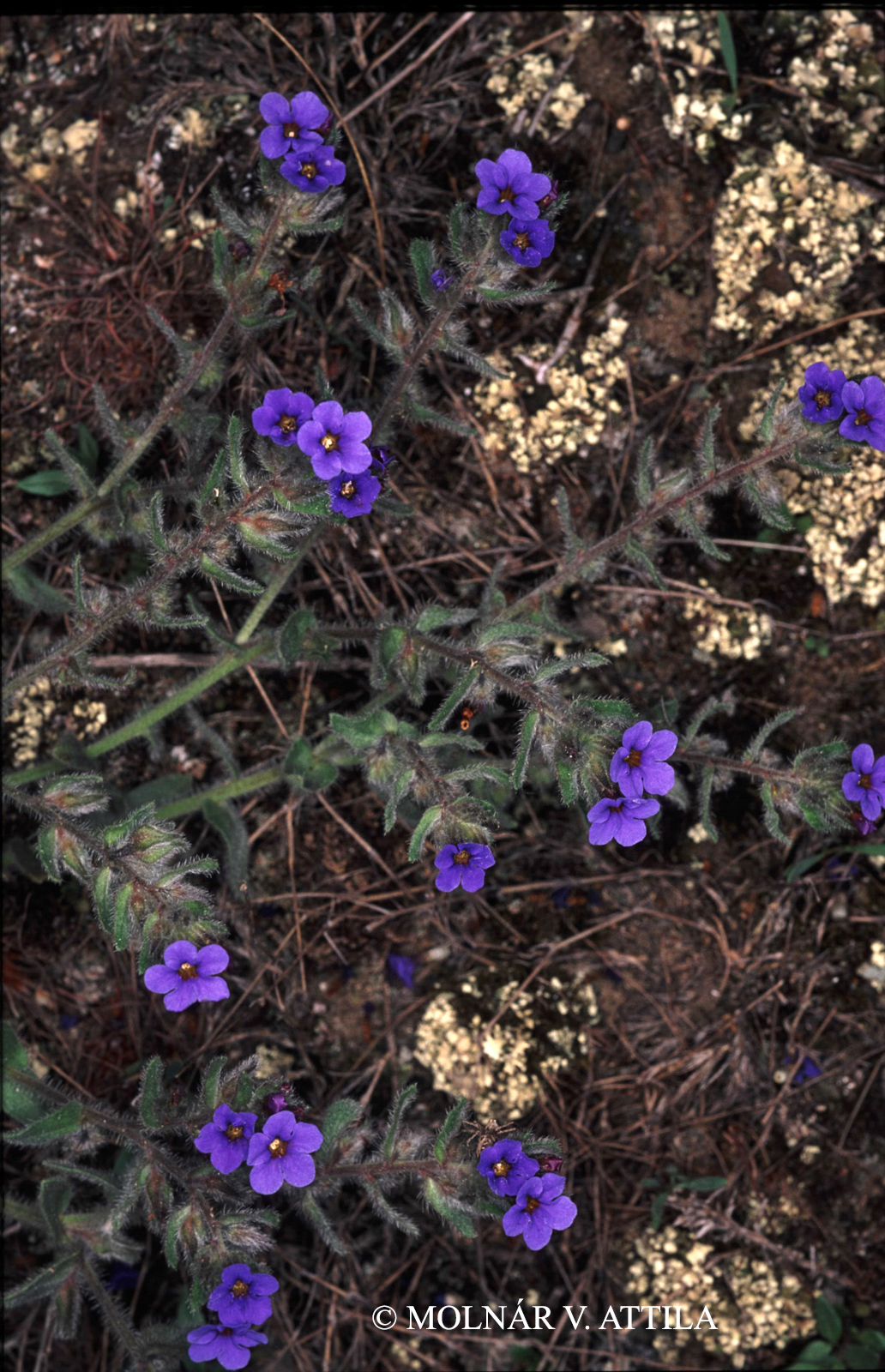 Alkanna tinctoria (L.) Tausch