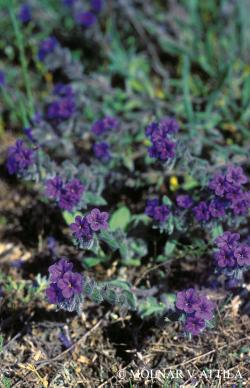 Alkanna tinctoria (L.) Tausch 2.Image
