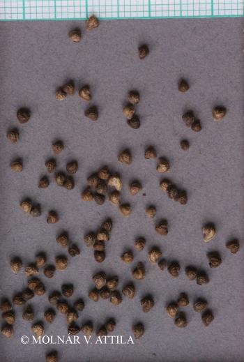 Alkanna tinctoria (L.) Tausch 3.Image