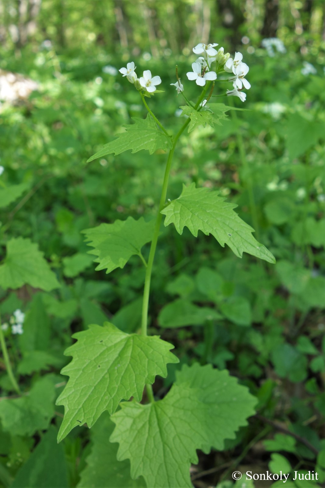 Alliaria petiolata (M. Bieb.) Cavara et Grande