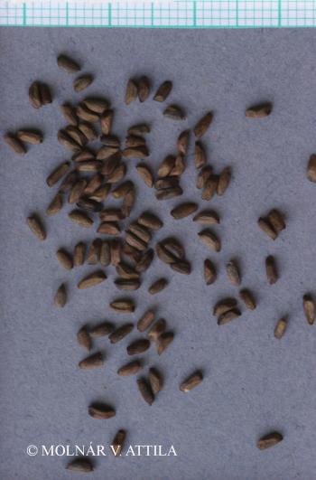 Alliaria petiolata (M. Bieb.) Cavara et Grande 3.Image