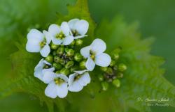 Alliaria petiolata (M. Bieb.) Cavara et Grande 2.Image