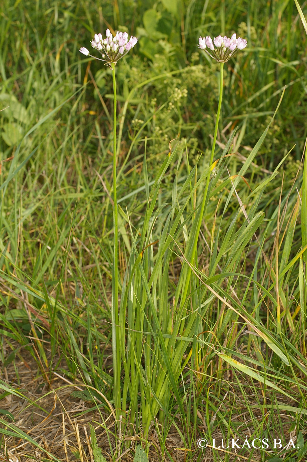 Allium angulosum L.
