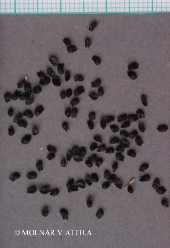 Allium angulosum L. 2.Kép