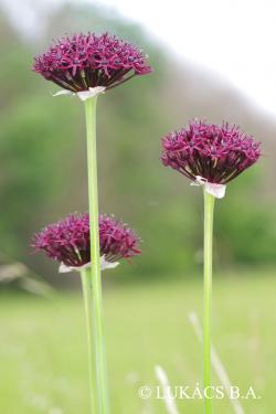 Allium atropurpureum Waldst. et Kit. 2.Kép