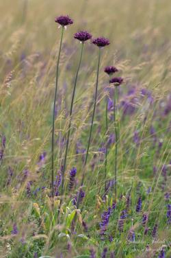 Allium atropurpureum Waldst. et Kit. 3.Kép
