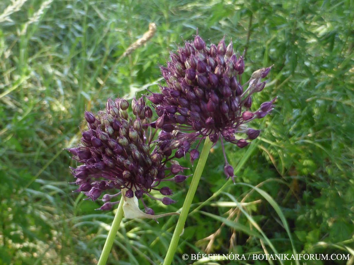 Allium atroviolaceum Boiss.