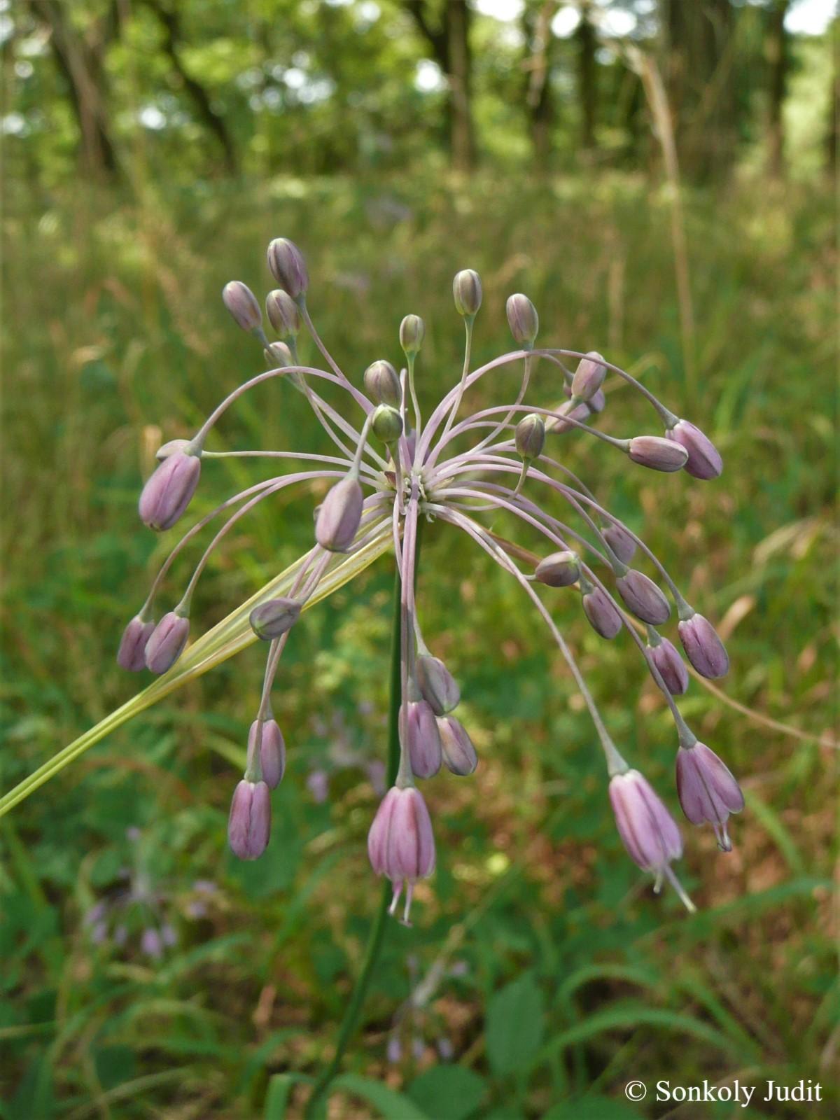 Allium carinatum L.