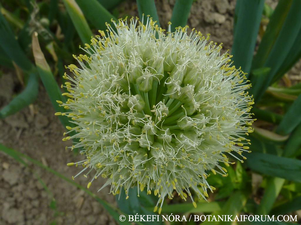 Allium fistulosum L.