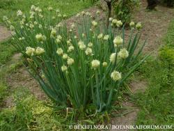 Allium fistulosum L. 2.Kép