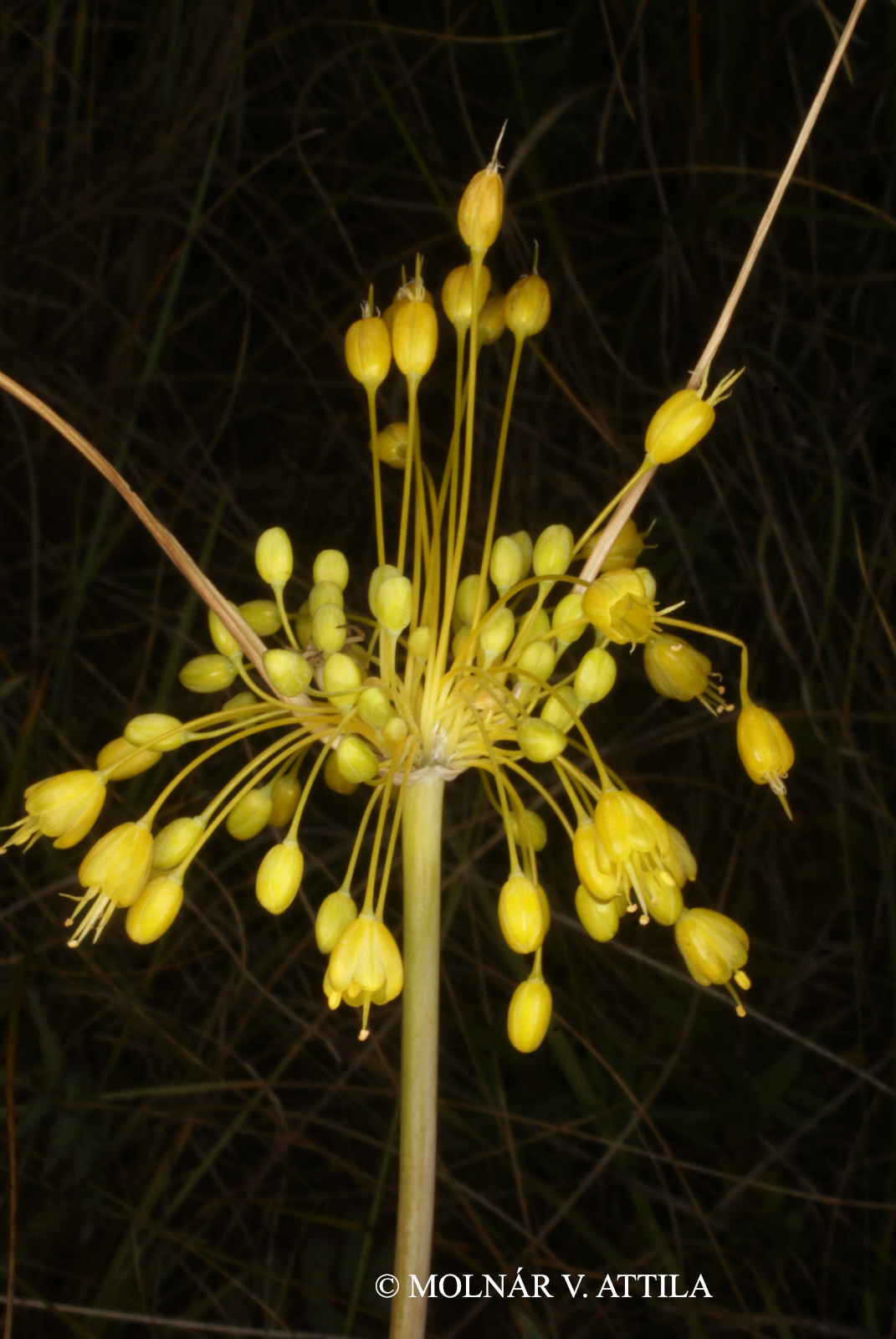 Allium flavum L.