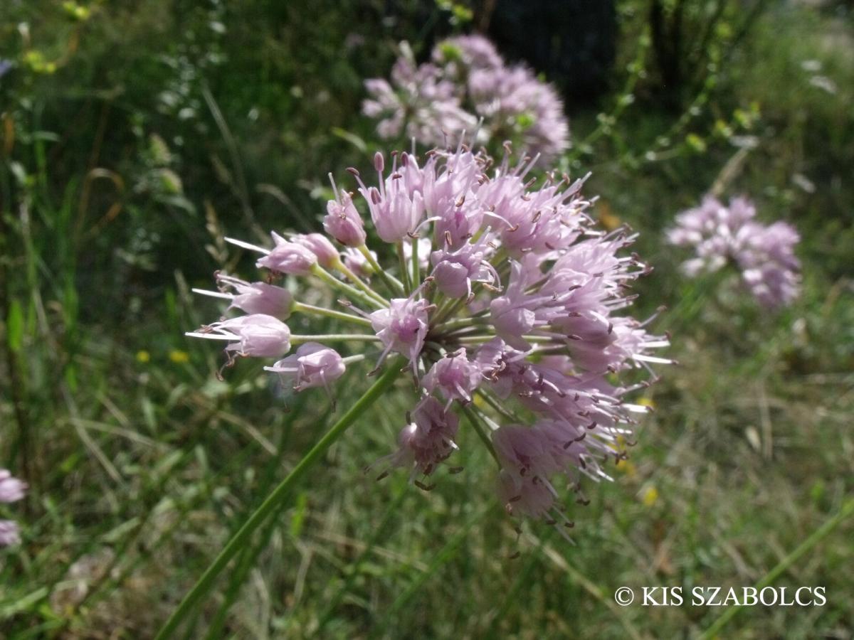 Allium lusitanicum Lam.