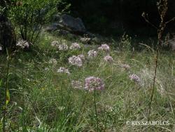 Allium lusitanicum Lam. 2.Kép