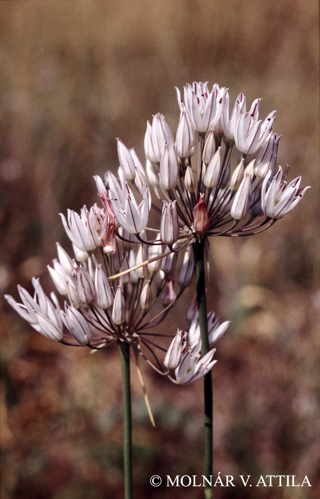 Allium moschatum L.