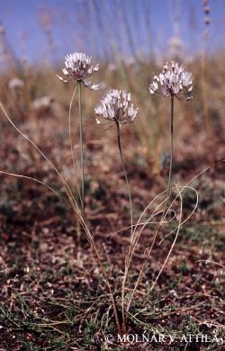 Allium moschatum L. 2.Kép