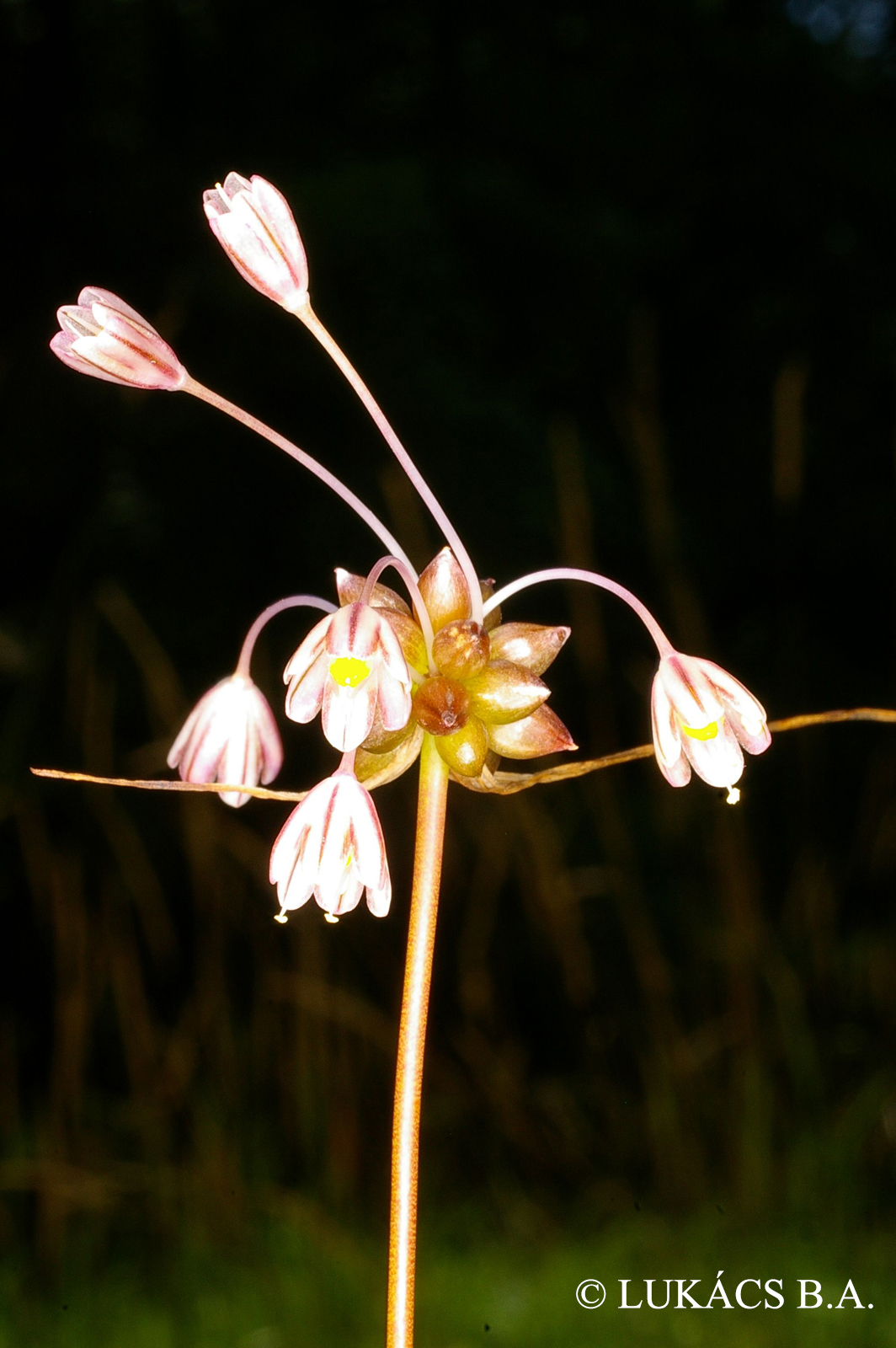 Allium oleraceum L.