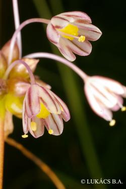 Allium oleraceum L. 2.Kép