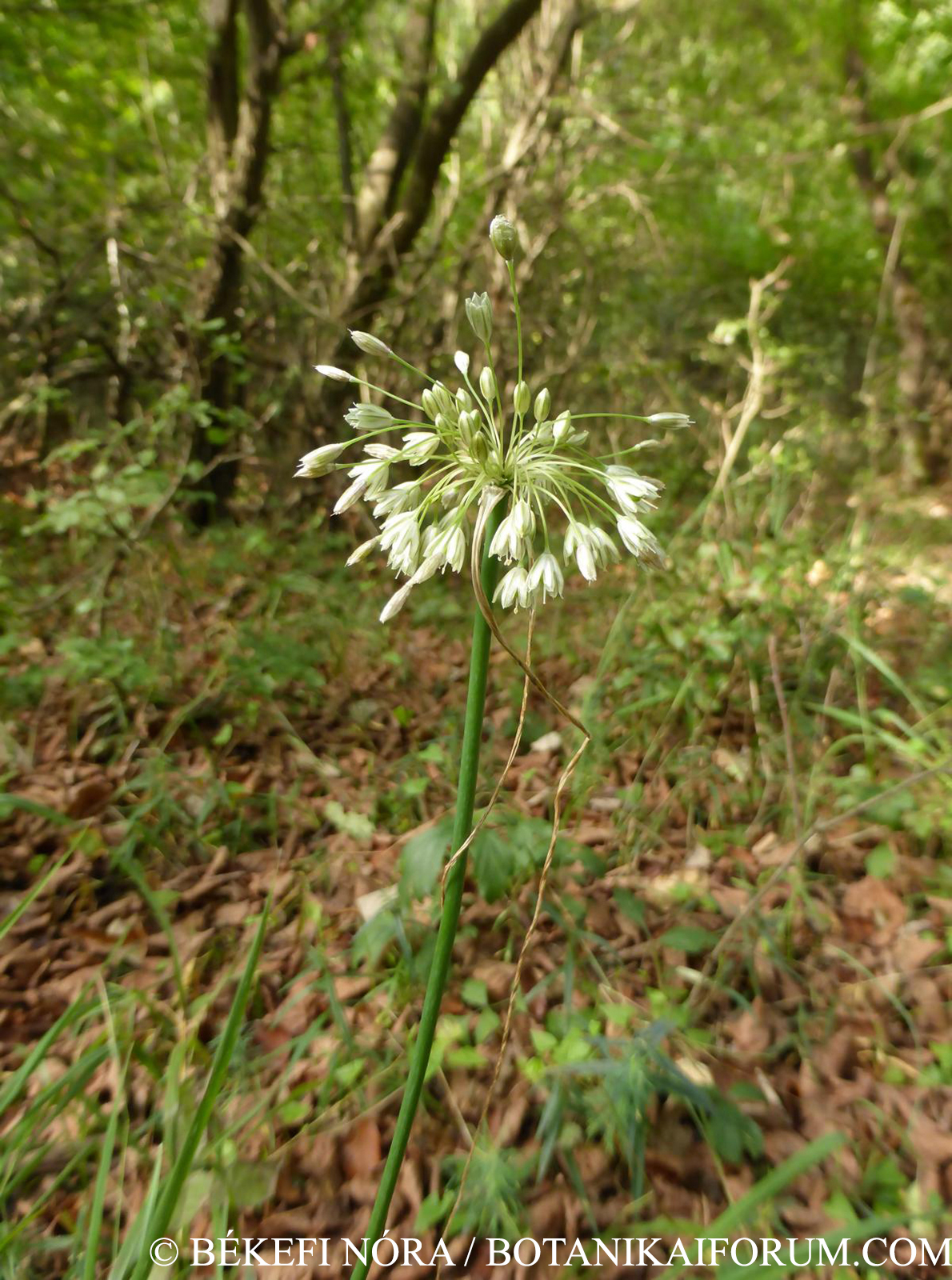 Allium paniculatum L. s. str.