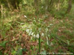 Allium paniculatum L. s. str. 2.Kép