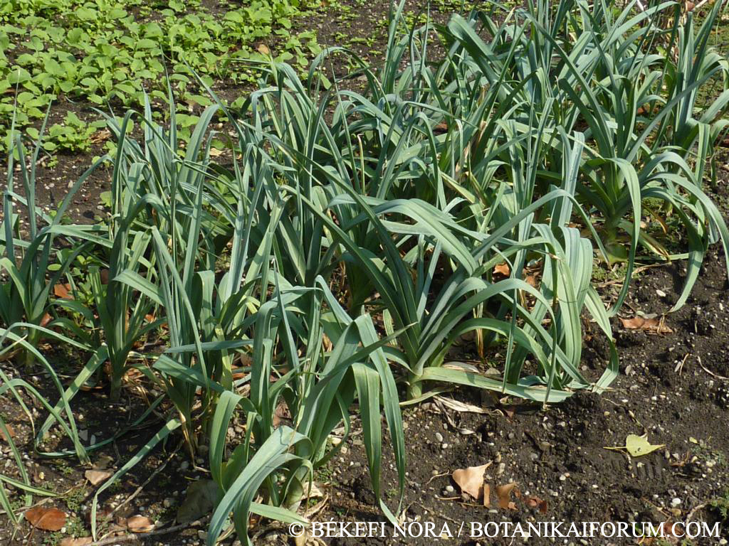 Allium porrum L.