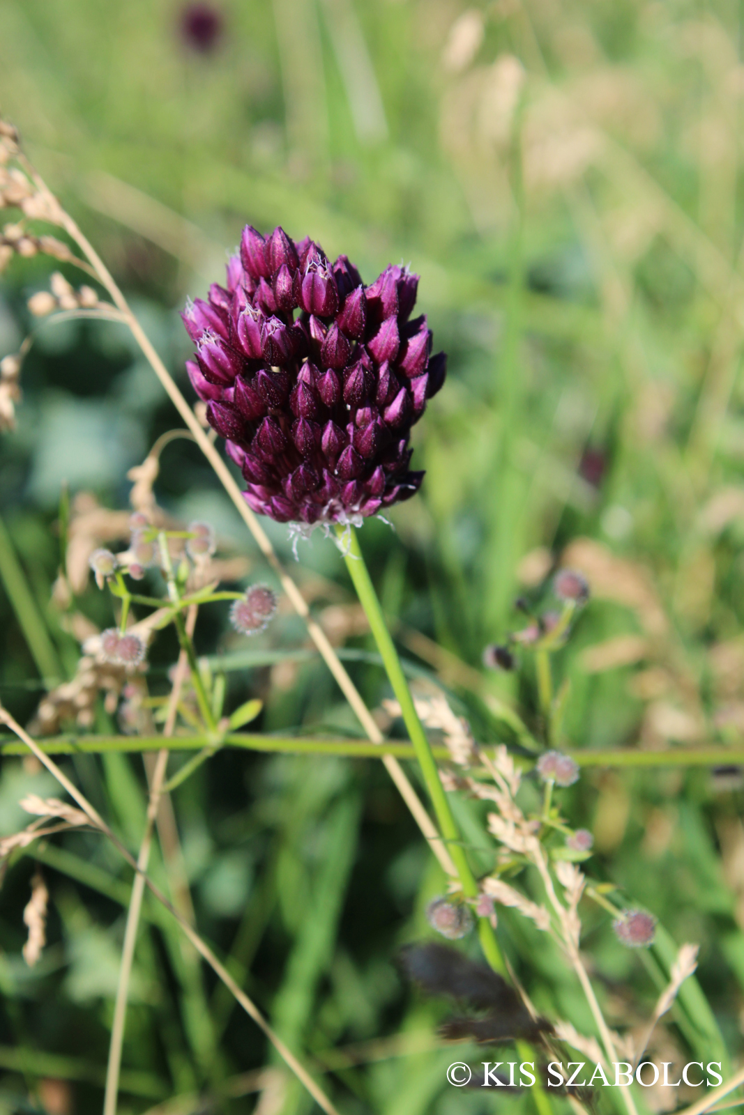 Allium rotundum L.