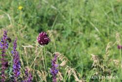 Allium rotundum L. 2.Kép