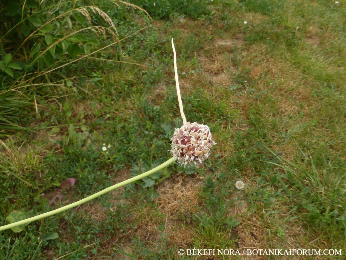Allium sativum L.